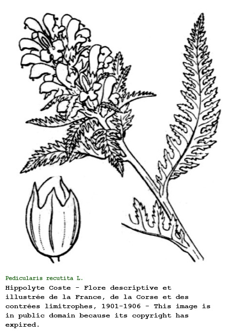 Pedicularis recutita L.
